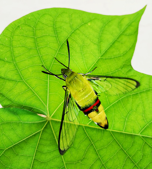 滁州市-微距-昆虫-艺术-自然 图片素材