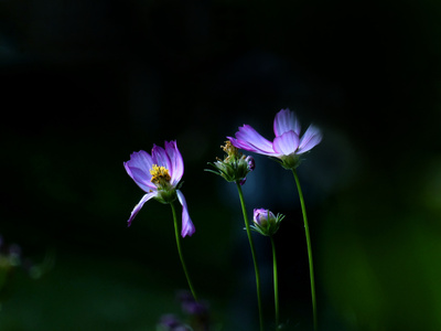 逆光拍摄-花语-一花一世界-花-花朵 图片素材