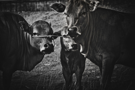特写-黑白-牛-动物-野外 图片素材