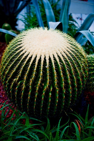 纹理-植物-花卉-植物-仙人球 图片素材
