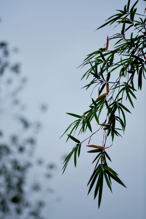 我要上封面-色彩-植物-微距-叶子 图片素材