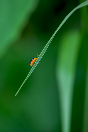 简约之美-微距-色彩-植物-昆虫 图片素材