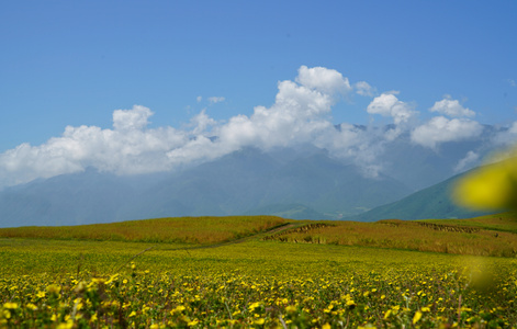 坝上风光-自然-花儿-风光-野花 图片素材