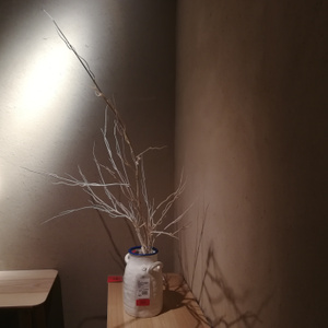 你好七月-日常-拍摄-树枝-枝条 图片素材