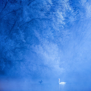蓝色-天鹅-雾凇-唯美-极简 图片素材