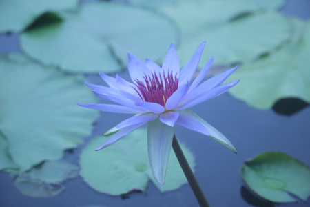 爱拍照与大自然-灵梦阳-花-花卉-花朵 图片素材