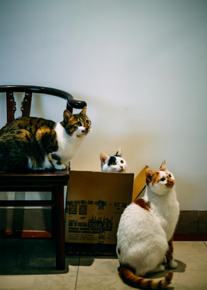 可爱-大脸猫-眼神杀-舔脚-喵喵 图片素材