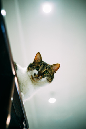 大猫-我要上封面-猫-喵星人-猫咪 图片素材