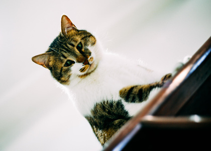 大猫-我要上封面-猫-喵星人-猫咪 图片素材