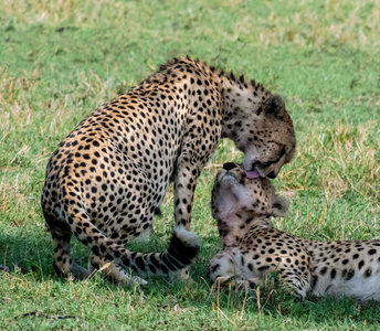 玲珑世界-猎豹-马赛马拉-肯尼亚-动物 图片素材