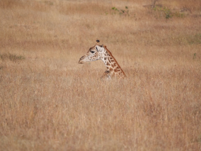沿途风光-长颈鹿-非洲-马赛马拉-草原 图片素材