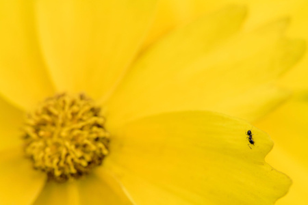 七工匠-金鸡菊-植物-蚂蚁-黄色 图片素材