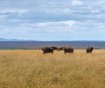 沿途风光-旅游-肯尼亚-象-动物 图片素材