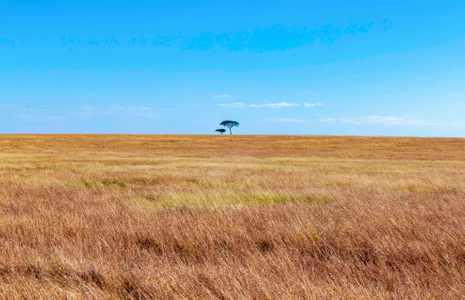 沿途风光-肯尼亚-马赛马拉-草原-夏天 图片素材