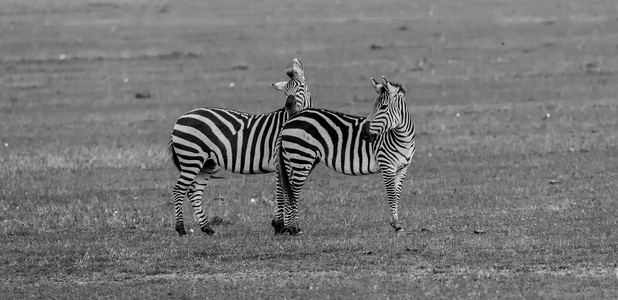 沿途风光-斑马-黑白-草原-非洲 图片素材