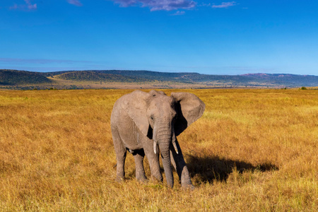 我要上封面-大象-非洲-草原-马赛马拉 图片素材