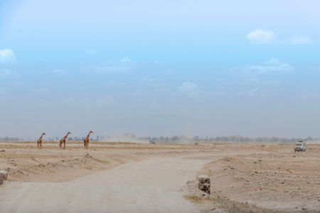沿途风光-非洲-野生动物-长颈鹿-旅游 图片素材