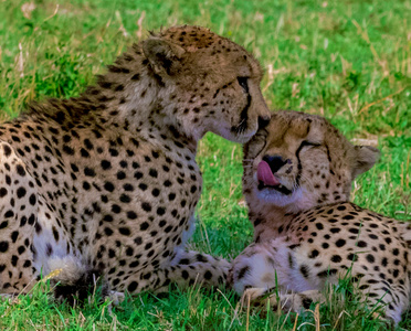 玲珑世界-猎豹-草原-情感-肯尼亚 图片素材