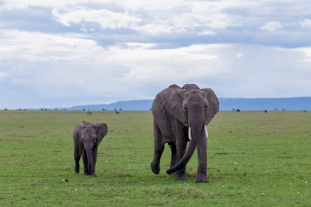 沿途风光-非洲-母子-大象-小象 图片素材