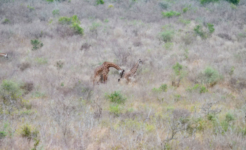 沿途风光-长颈鹿-非洲-肯尼亚-灌木丛 图片素材