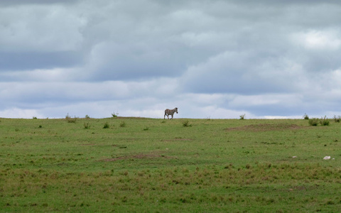 沿途风光-肯尼亚-斑马-草原-马赛马拉 图片素材