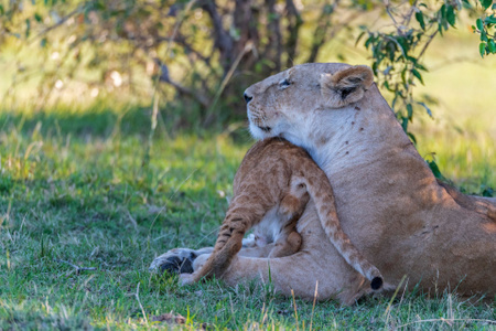 玲珑世界-狮子-母子-非洲-肯尼亚 图片素材
