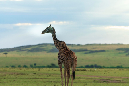 我要上封面-长颈鹿-动物-非洲-马赛马卡拉 图片素材