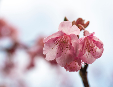 我要上封面-樱花-植物-粉红色-树枝 图片素材