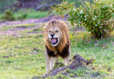 东非肯尼亚野生动物拍摄-狮子-动物-肯尼亚-马赛马拉 图片素材