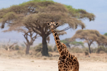 我要上封面-长颈鹿-动物-非洲-树木 图片素材