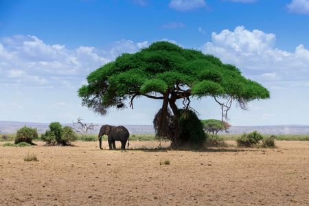 我要上封面-非洲-大象-动物-树木 图片素材