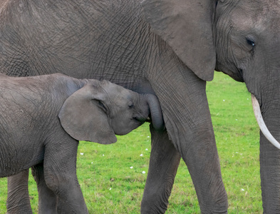莫兰迪色-非洲象-动物-肯尼亚-草原 图片素材
