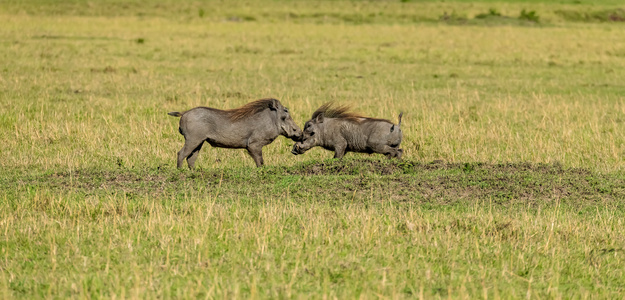 非洲-疣猪-动物-草原-爱情 图片素材
