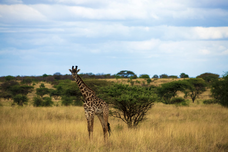 玲珑世界-长颈鹿-动物-非洲-肯尼亚 图片素材