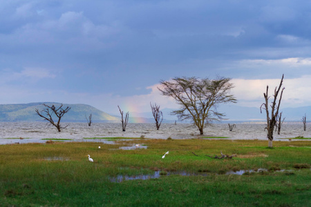 我要上封面-非洲-肯尼亚-纳库鲁-湖水 图片素材