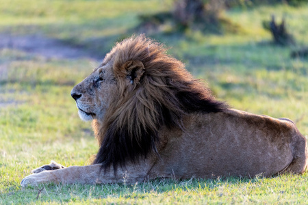 东非肯尼亚野生动物拍摄-狮子-动物-肯尼亚-马赛马拉 图片素材