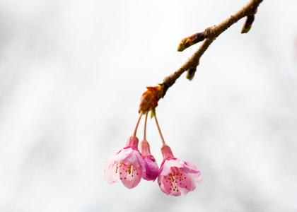 音乐-山樱花-植物-春天-天空 图片素材