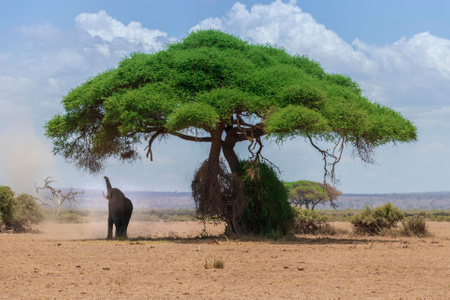 我要上封面-树木-非洲-生态-风光 图片素材