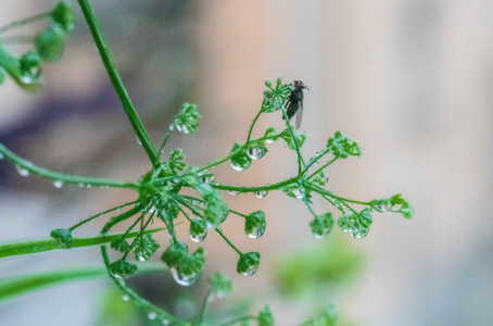 水墨风-自然-夏天-雨后-苍蝇 图片素材