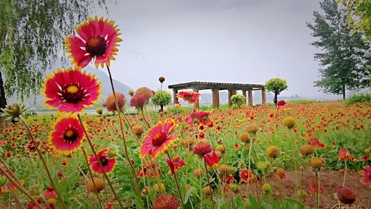 写实-风光-花朵-花卉-花 图片素材