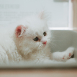 你好七月-猫咪-宠物-深圳-猫 图片素材