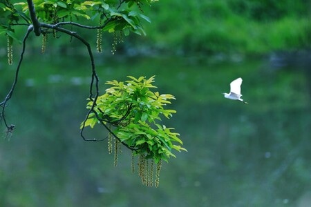 河边-春色-树枝-树-自然 图片素材