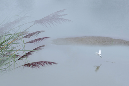 深秋-湖畔-芦苇-自然-风景 图片素材