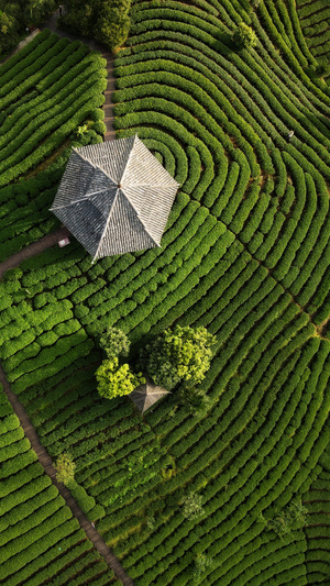 植物-大自然-航拍-自然-风景 图片素材