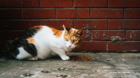 动物-宠物-猫-猫星人-毛茸茸 图片素材