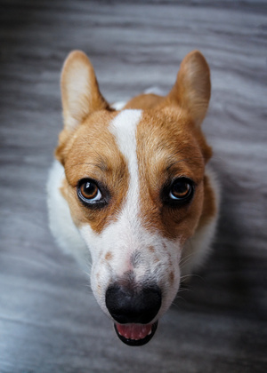 狗狗-傻憨-有趣的瞬间-宠物摄影-肖像 图片素材