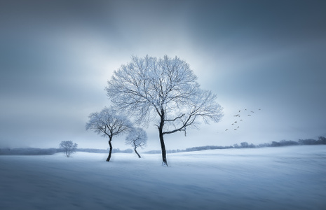 冬季-雪-晨光-树-飞雁 图片素材