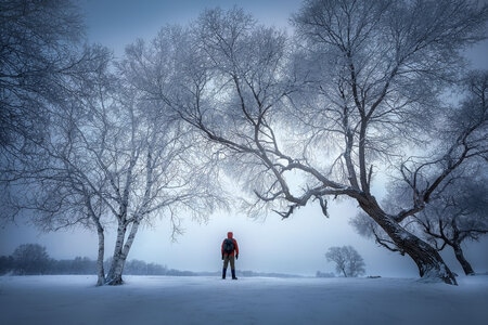像素蜂蜜首发-冬季-雪-树-晨光 图片素材