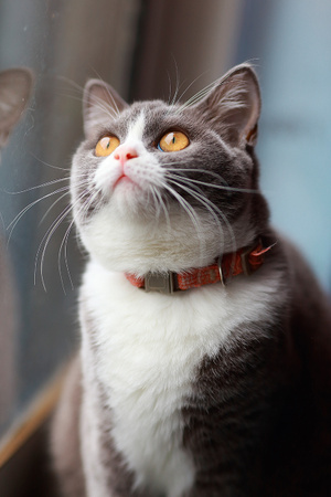 我要上封面-猫-猫咪-咪咪-宠物 图片素材