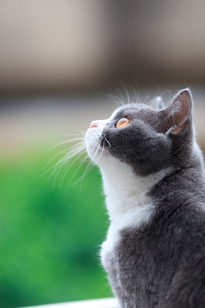 我要上封面-猫-猫咪-咪咪-宠物 图片素材